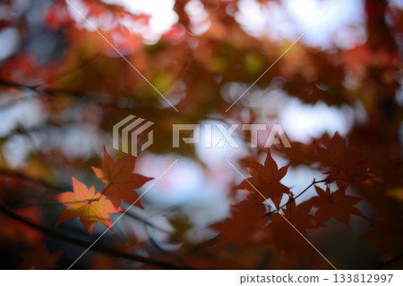 秋葉：各種紅色色調 133812997
