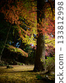 Autumn leaves and autumn lights 133812998