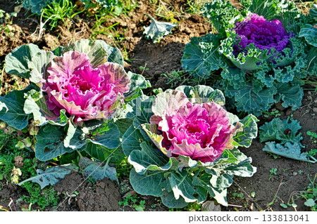 紅花哈博坦（蔬菜）（秋季，十一月） 133813041