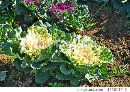 白花金魚草(蔬菜)(秋季,十一月) 白花金魚草(蔬菜)(秋季,十一月) 133813042