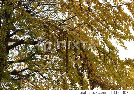 Ginkgo tree Ginkgo tree 133813073