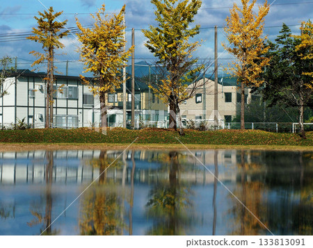 藍天白雲,成排的銀杏樹開始泛黃(秋季的神田公園) 藍天白雲,成排的銀杏樹開始泛黃(秋季的神田公園) 133813091