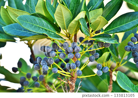 日本紫杉樹的灰色秋季莓果（秋季，11月） 133813105