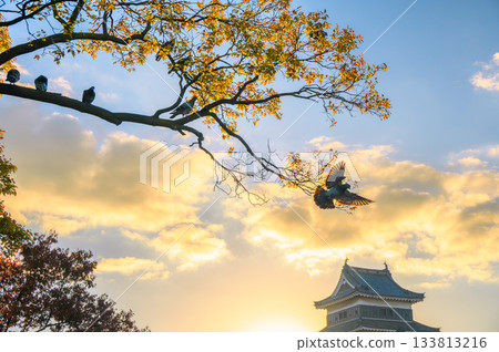 鴿子展翅飛翔，晨曦初露 [國寶 松本城] 133813216