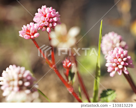 Himetsuru soba 133813229