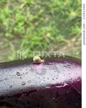 新鮮的、滴著水的茄子和一個小客人 新鮮的、滴著水的茄子和一個小客人 133813495