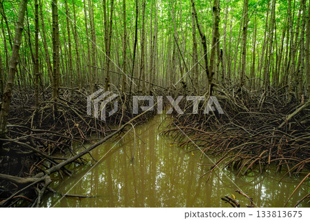 Green mangrove forest. Mangrove tree with root. Natural carbon sink fight climate change. Sustainability in carbon-neutral ecosystems. Green and sustainable environment. Natural carbon capture. 133813675