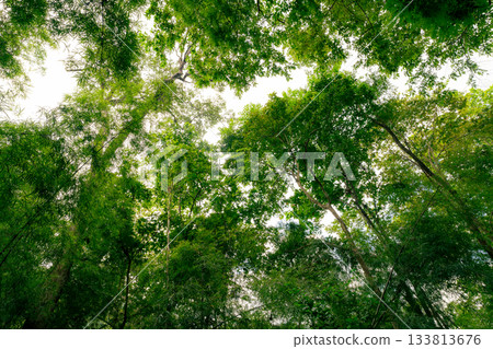 Dense green forest representing biodiversity and natural carbon capture. Sustainable forest management and environmental protection for a cleaner planet and climate balance. Environment day background 133813676
