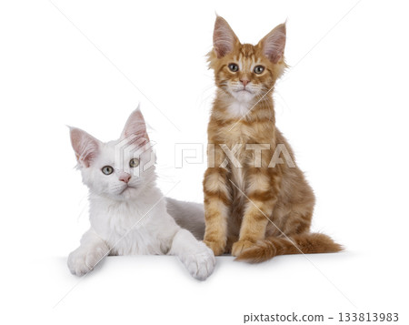 White and red kitten cats on white 133813983