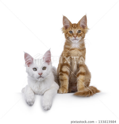 White and red kitten cats on white White and red kitten cats on white 133813984