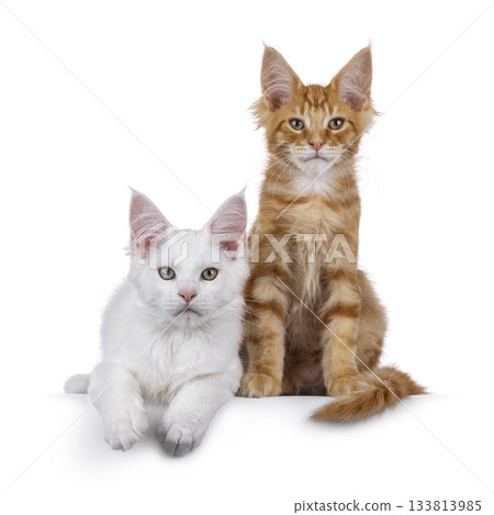 White and red kitten cats on white White and red kitten cats on white 133813985