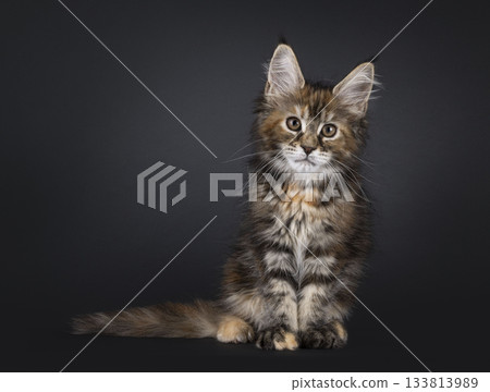 Tortie Maine Coon cat kitten on black 133813989