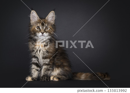 Tortie Maine Coon cat kitten on black 133813992