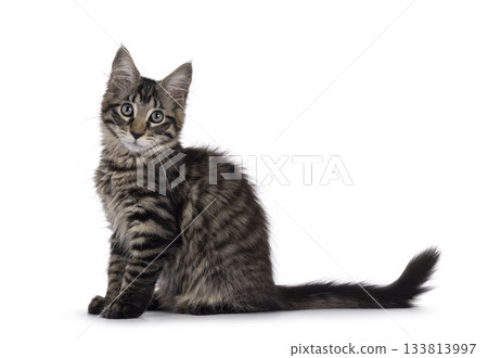 Maine Coon cat kitten on white Maine Coon cat kitten on white 133813997