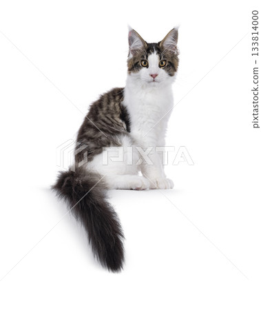 Maine Coon cat kitten on white Maine Coon cat kitten on white 133814000