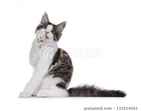 Maine Coon cat kitten on white 133814003