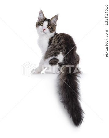 Maine Coon cat kitten on white Maine Coon cat kitten on white 133814010