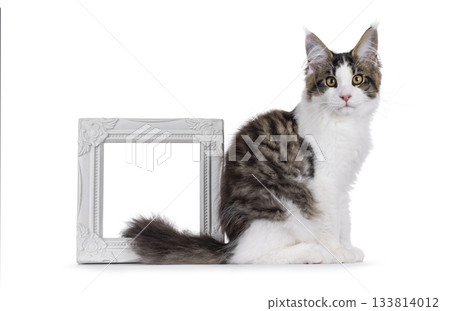 Maine Coon cat kitten on white 133814012