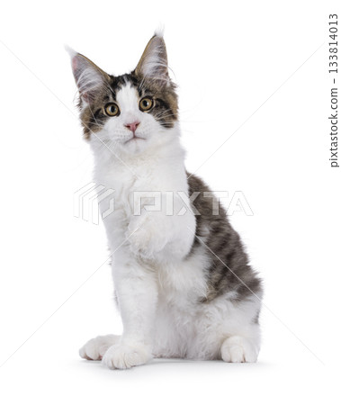 Maine Coon cat kitten on white Maine Coon cat kitten on white 133814013