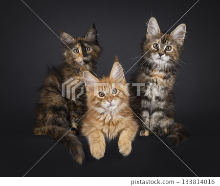 Maine Coon cat kittens on black Maine Coon cat kittens on black 133814016