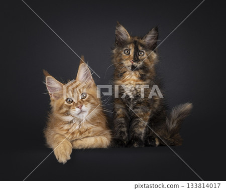 Maine Coon cat kittens on black 133814017