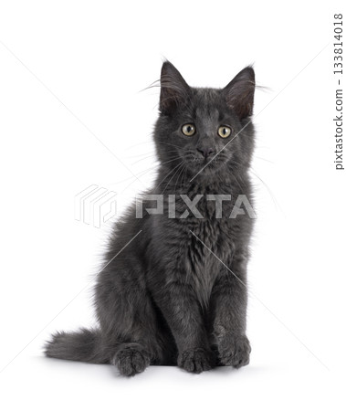 Blue Maine Coon cat kitten on white 133814018