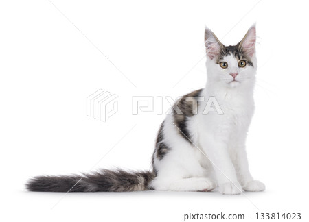 Maine Coon cat kitten on white Maine Coon cat kitten on white 133814023