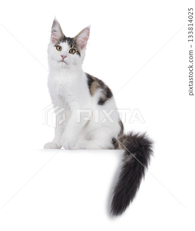Maine Coon cat kitten on white Maine Coon cat kitten on white 133814025