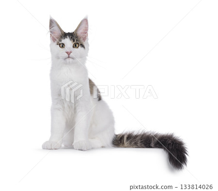 Maine Coon cat kitten on white 133814026