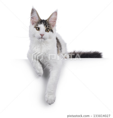 Maine Coon cat kitten on white Maine Coon cat kitten on white 133814027