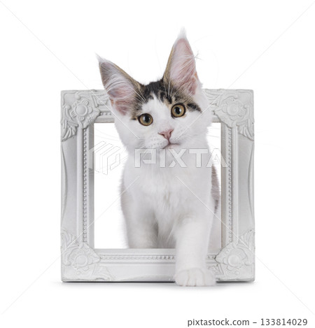 Maine Coon cat kitten on white 133814029