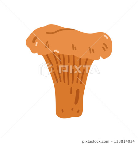Chanterelle mushroom isolated on white background Chanterelle mushroom isolated on white background 133814034