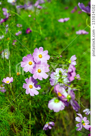 Pink cosmos in autumn 133814102