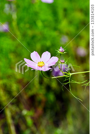 Pink cosmos in autumn Pink cosmos in autumn 133814103