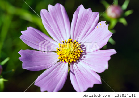 秋季的粉紅波斯菊 秋季的粉紅波斯菊 133814111