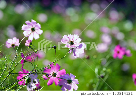 Pink cosmos in autumn 133814121