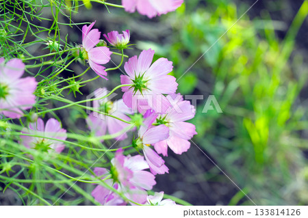 秋季的粉紅波斯菊 秋季的粉紅波斯菊 133814126