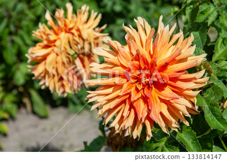 Dahlia flowers bush in the garden close up. Yellow orange beige color flower bud. Petal Plant bloom Dahlia flowers bush in the garden close up. Yellow orange beige color flower bud. Petal Plant bloom 133814147