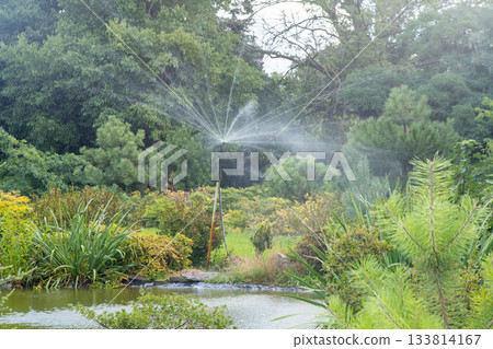 Sprinkler spins in garden. Water splashes Plants watering. Sprinkler spins in garden. Water splashes Plants watering. 133814167