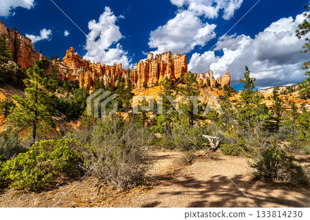 Orange hoodoo rock formations rise above pine trees in Bryce Canyon National Park Utah. Scenic landscape features geologic spires under blue sky with clouds Orange hoodoo rock formations rise above pine trees in Bryce Canyon National Park Utah. Scenic landscape features geologic spires under blue sky with clouds 133814230