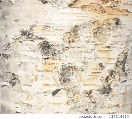 The birch bark texture or background. Macro shot is made by means of stacking technology trunk. Texture made of birch tree bark. Beautiful birch trunk background. Conceptual image. Peaceful nature. The birch bark texture or background. Macro shot is made by means of stacking technology trunk. Texture made of birch tree bark. Beautiful birch trunk background. Conceptual image. Peaceful nature. 133814313
