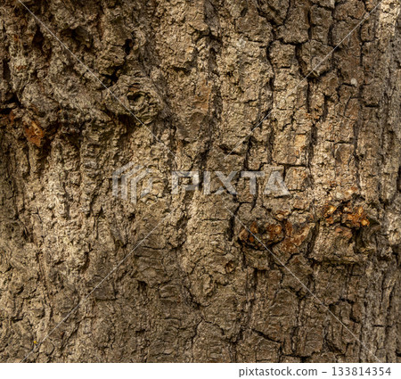 Olive tree bark pinaster trunk symbol. Texture made of olive tree bark . Beautiful olive tree bark trunk background. Greece, Conceptual image. Peaceful nature. Olive tree bark pinaster trunk symbol. Texture made of olive tree bark . Beautiful olive tree bark trunk background. Greece, Conceptual image. Peaceful nature. 133814354