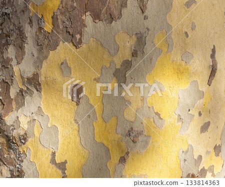 Platan, Platane, Platanus sycamore, plane tree trunk symbol. Texture made of Platan, Platane, sycamore, plane tree bark. Beautiful Platan tree trunk background. Conceptual image. Peaceful nature. 133814363
