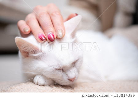 女人的手撫摸著一隻白貓 女人的手撫摸著一隻白貓 133814389