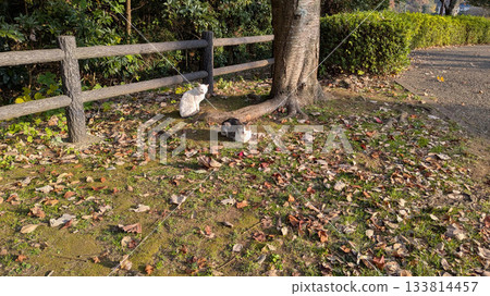 Cat sunbath Cat sunbath 133814457