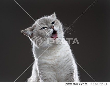 funny cat portrait with angry look 133814511