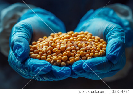 Gloved hands hold a mound of yellow soybean seeds, preparing for planting or processing on a farm during daylight 133814735