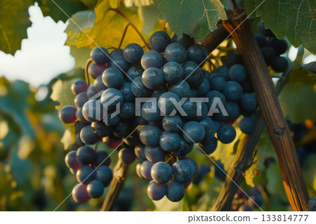 Clusters of dark grapes dangle from green vines in a vineyard, illuminated by warm evening sunlight 133814777