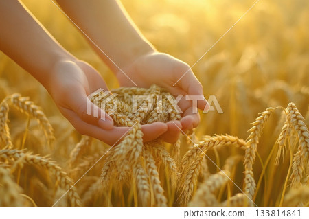 Hands gently cradle a handful of ripe wheat in a sunlit field during the warm, golden hour of the evening Hands gently cradle a handful of ripe wheat in a sunlit field during the warm, golden hour of the evening 133814841
