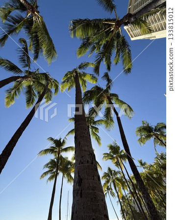 palms on the beach palms on the beach 133815012